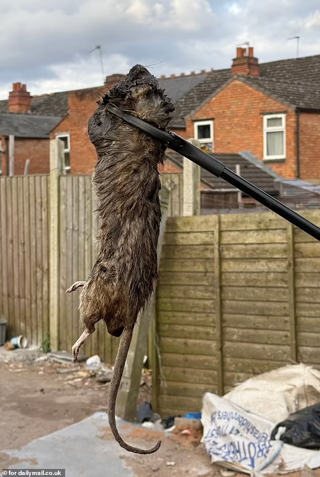 Үйдегі шынайы кеуделердің фотосуреттері